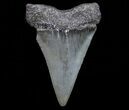 Fossil Mako Shark Tooth - Georgia #75051-1